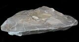 Long Enrolled Isotelus Trilobite - Ohio #41545-2